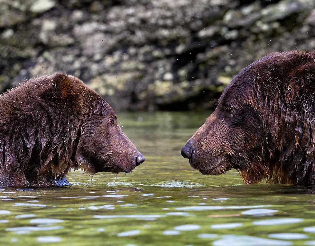 Kodiak Wildlife Viewing