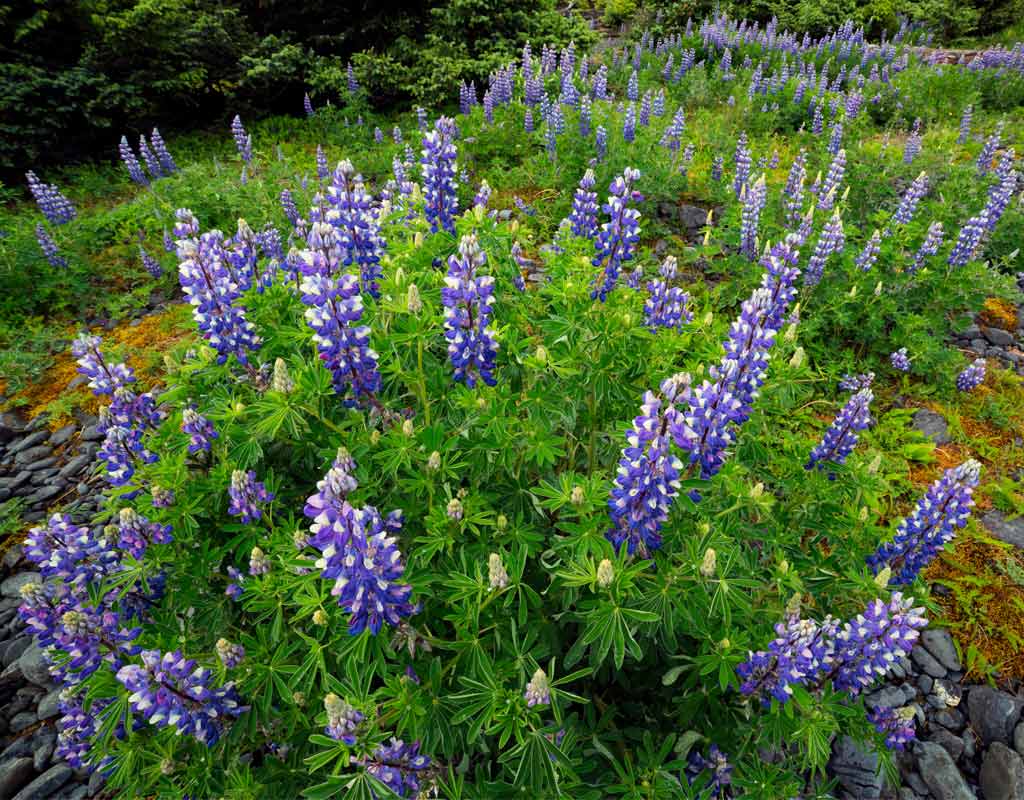 Kodiak-Wildlife-Viewing-Wildflowers
